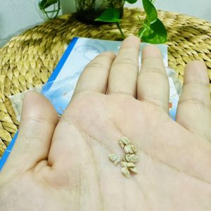 Hạt Giống Cà Chua
