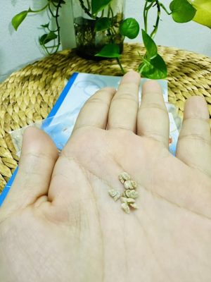 Hạt Giống Cà Chua