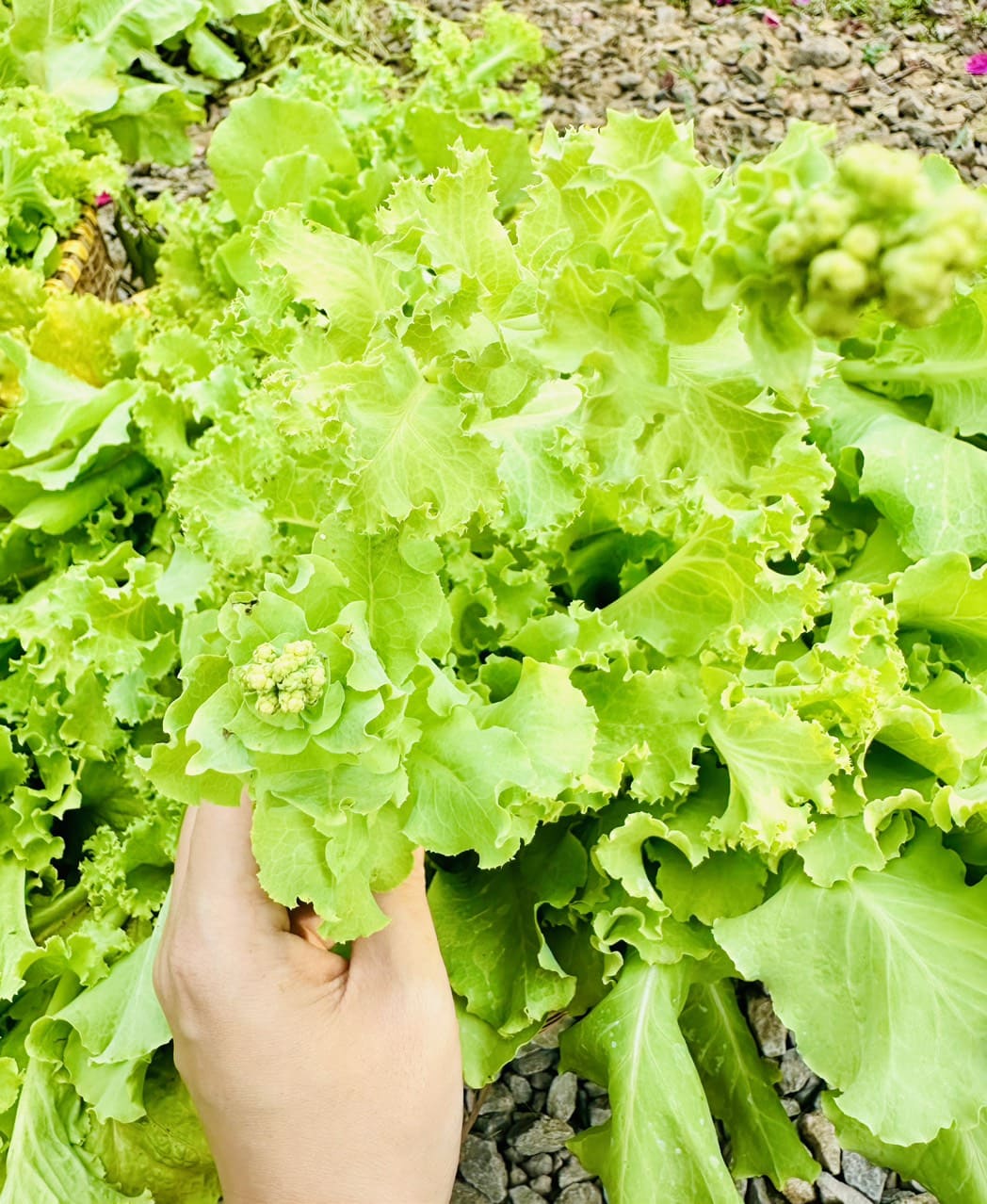 RAU THEO MUA (14)